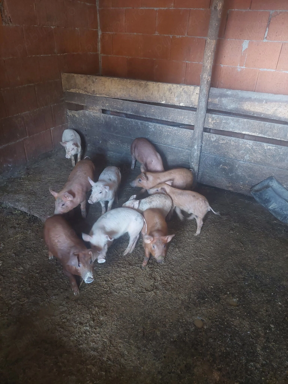 Animale de casă domestice