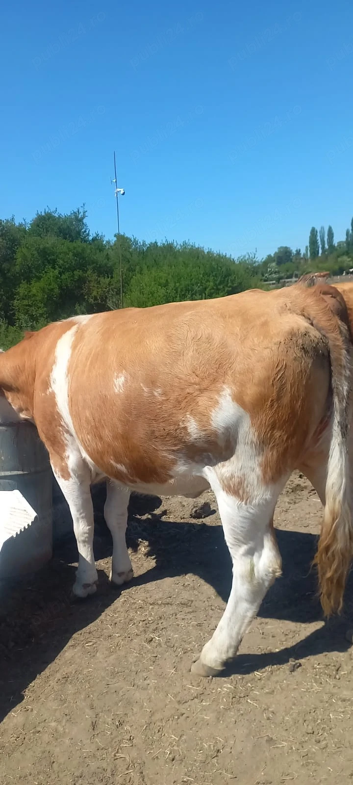 Vând taur, juninca gestanta și vitea 