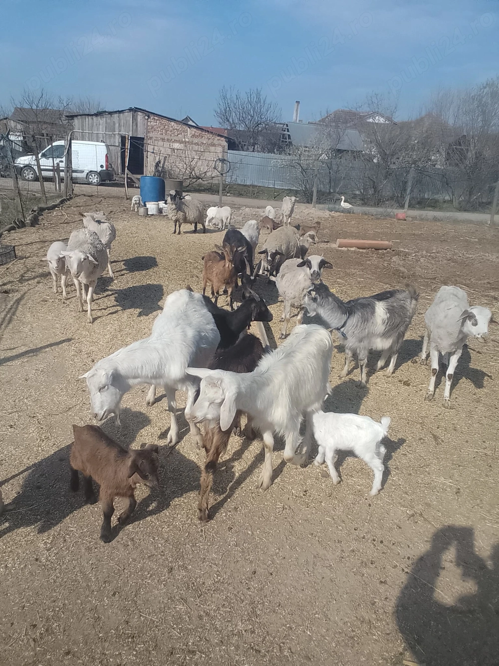 Capre de vânzare tinere