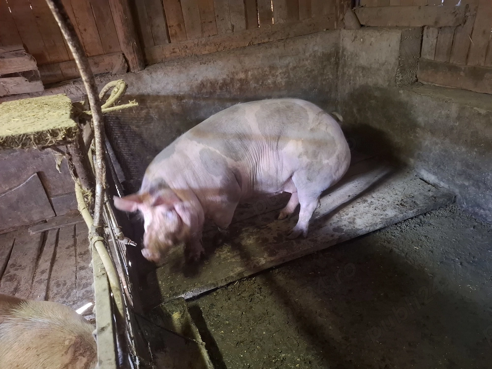 Vand porc de carne petrean