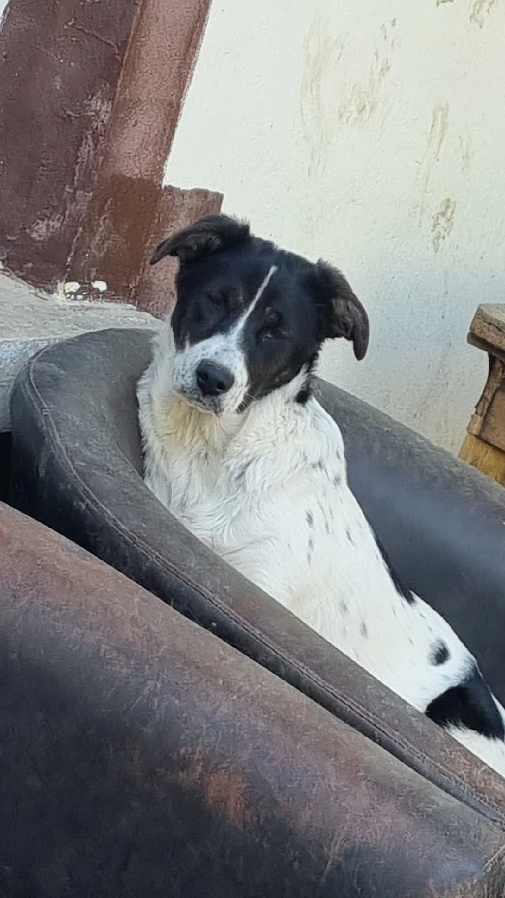 Surorile de nedespărțit pentru adopție