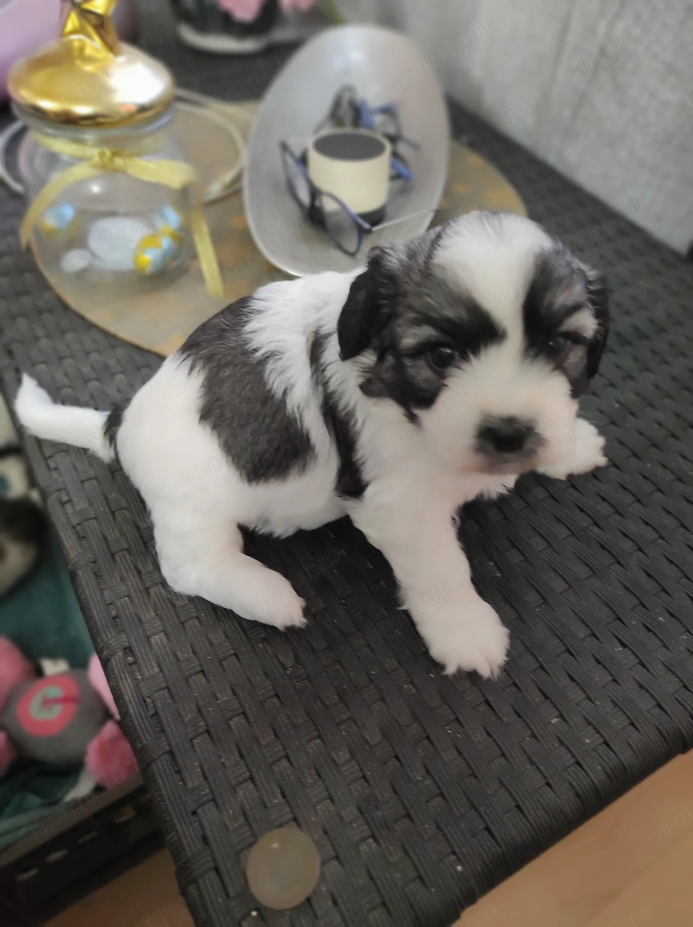 Pui de ShihTzu superbi