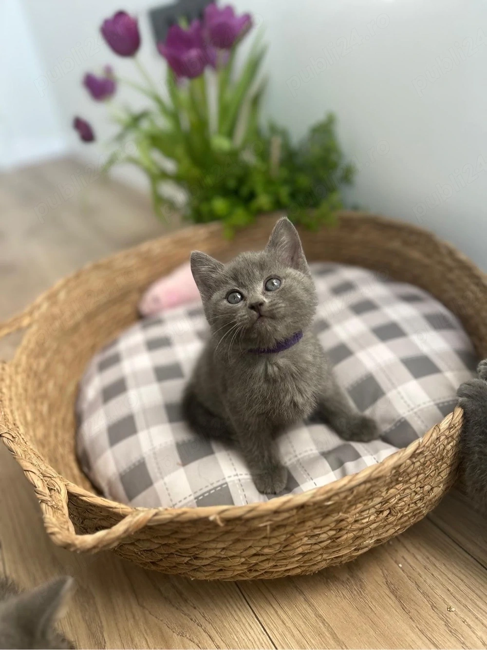 British shorthair din parinti cu pedigree