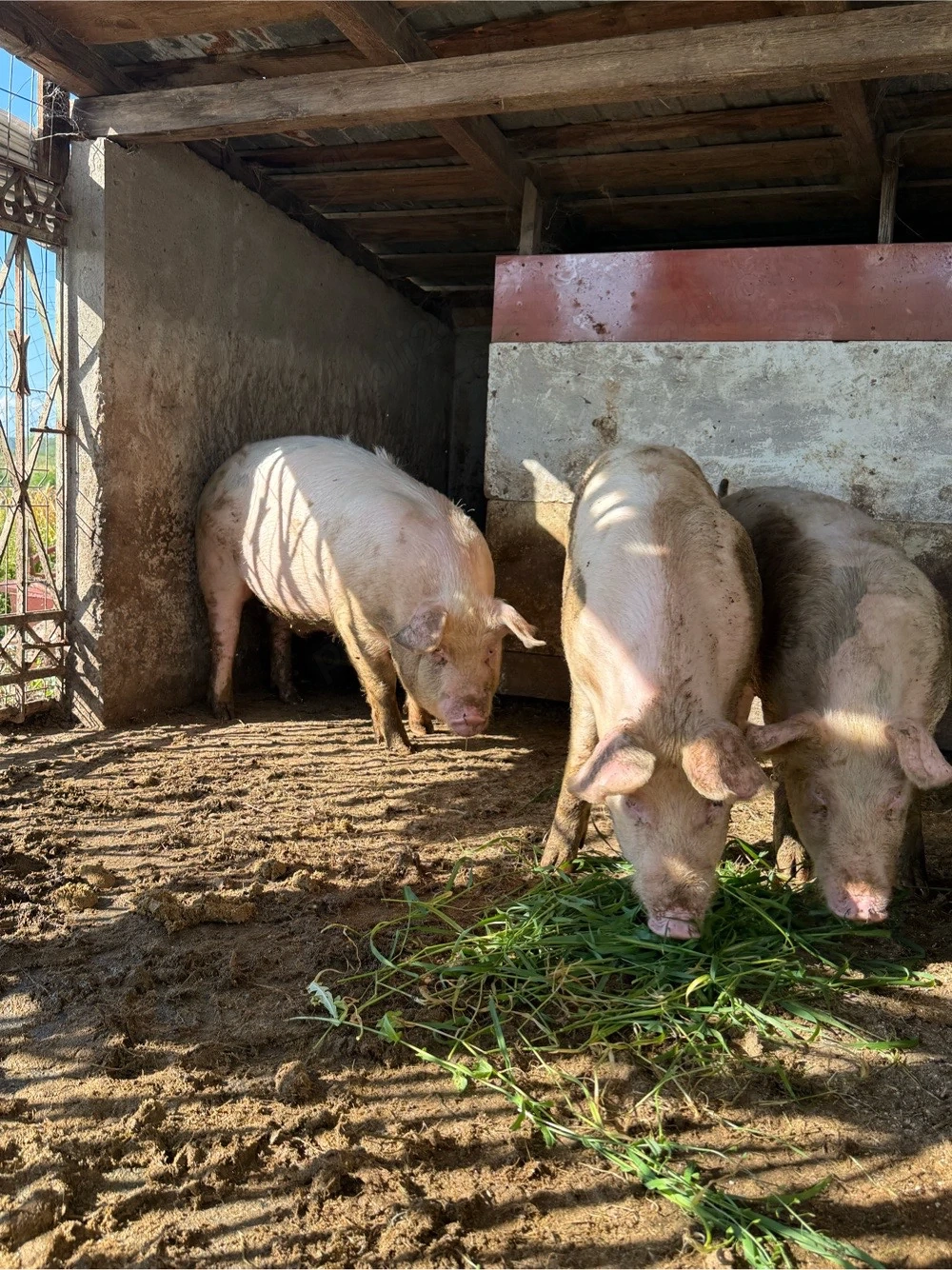 Porc bun pentru protap 