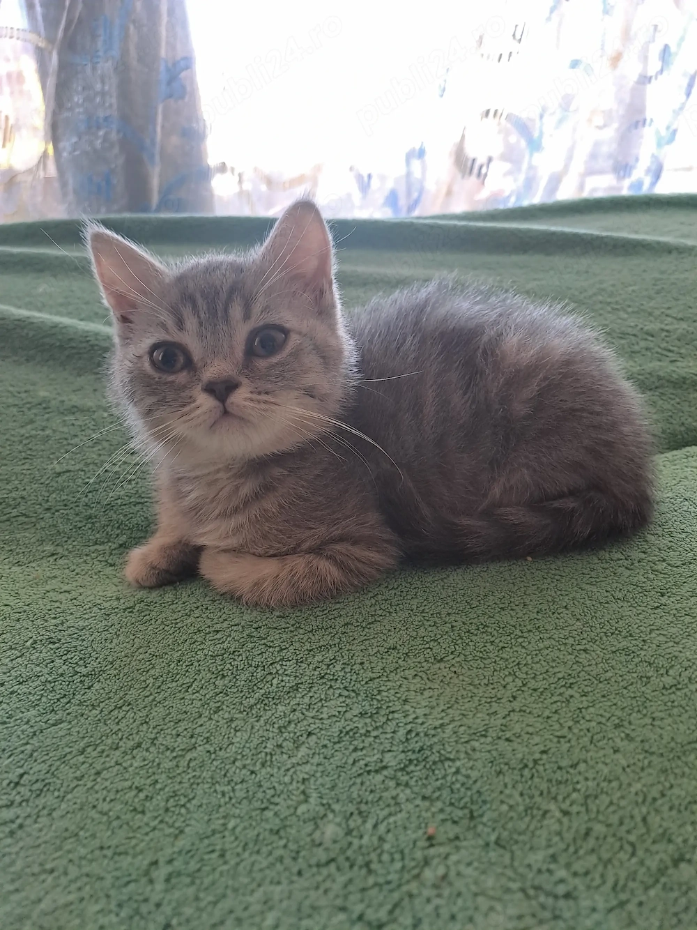 Silver British Shorthair