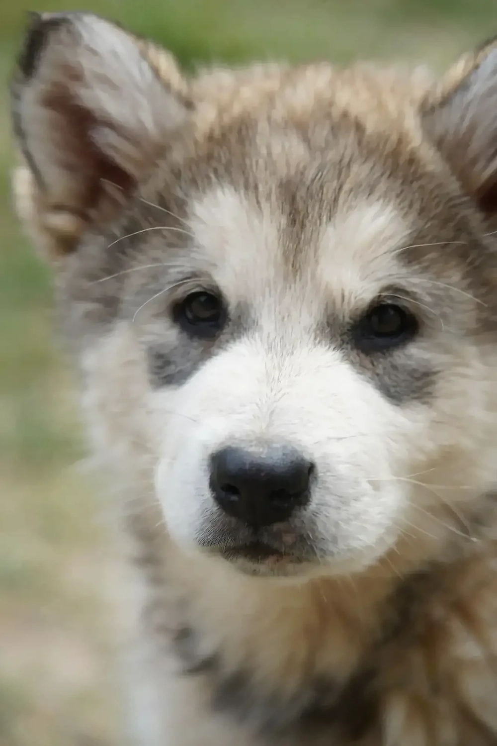 Malamute de Alaska