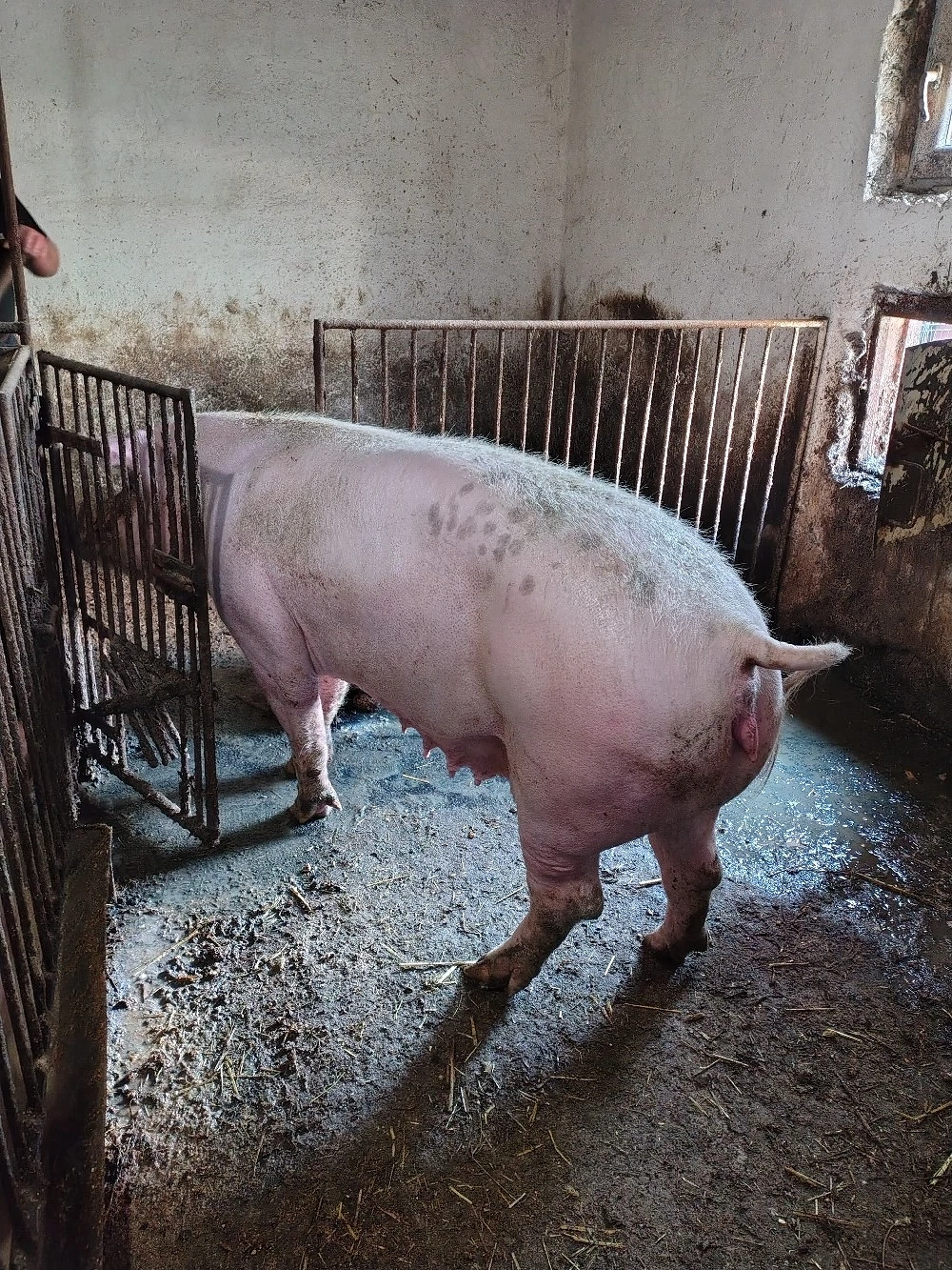 Scroafa de vanzare .