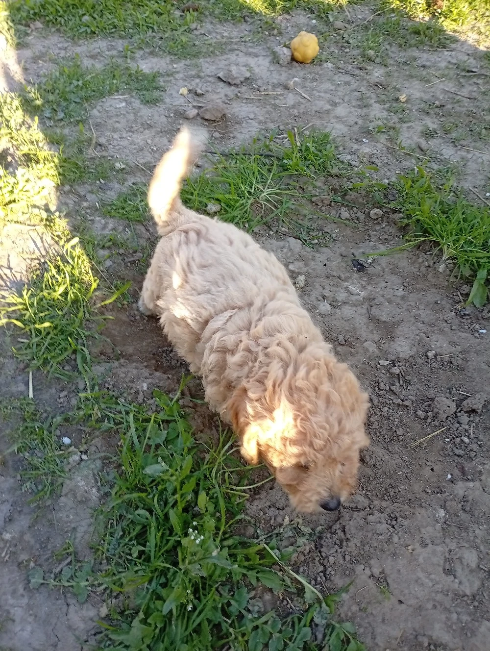 vind pui maltipoo 