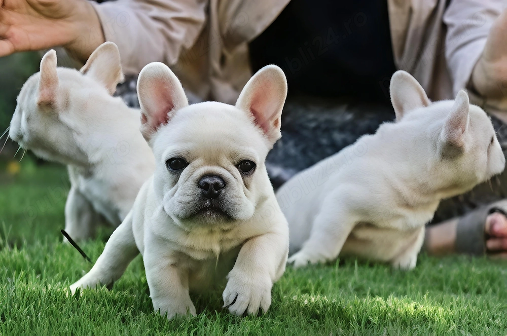 Bulldog francez platinum white transport gratuit 
