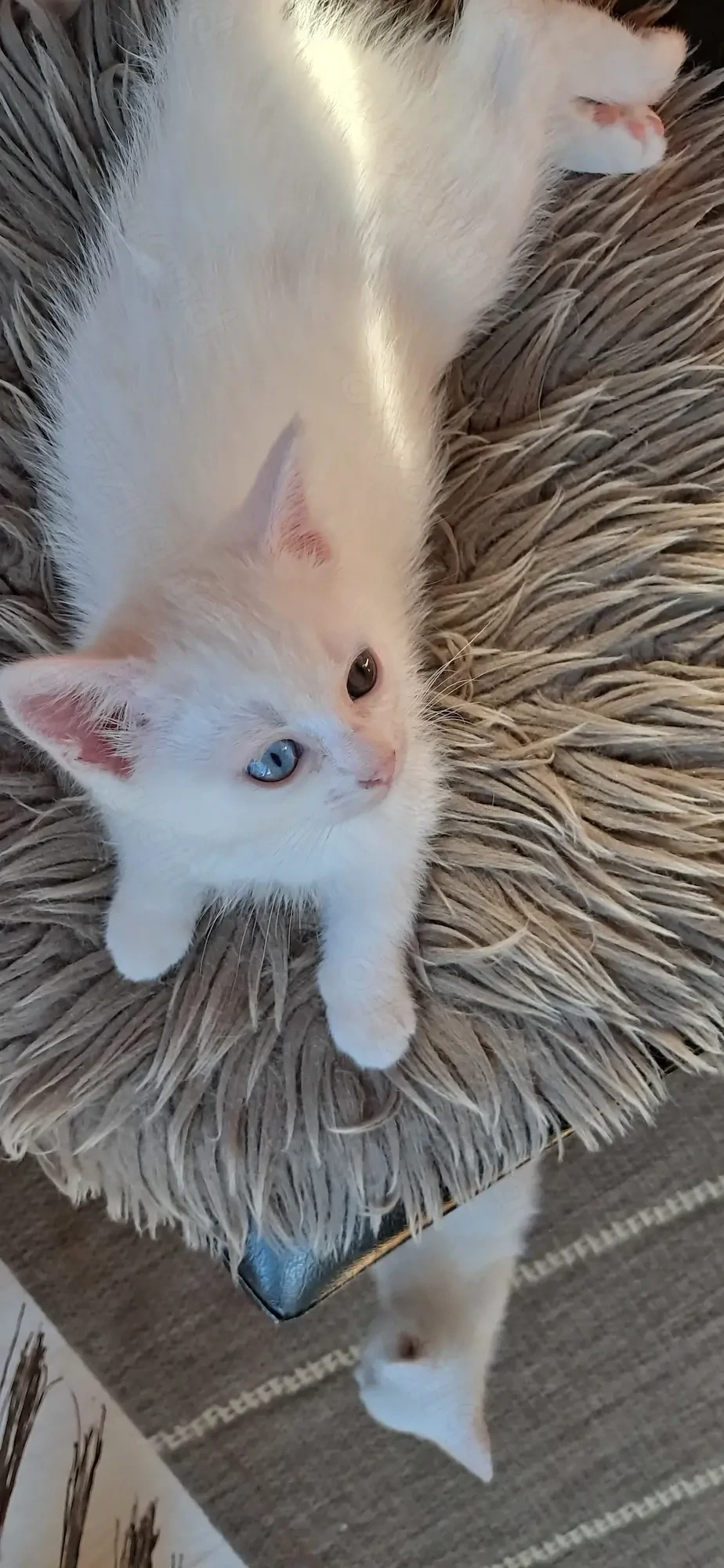 Pui Angora turcească albi
