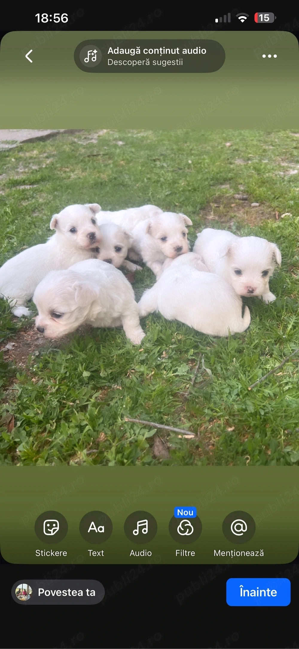 vand bichon