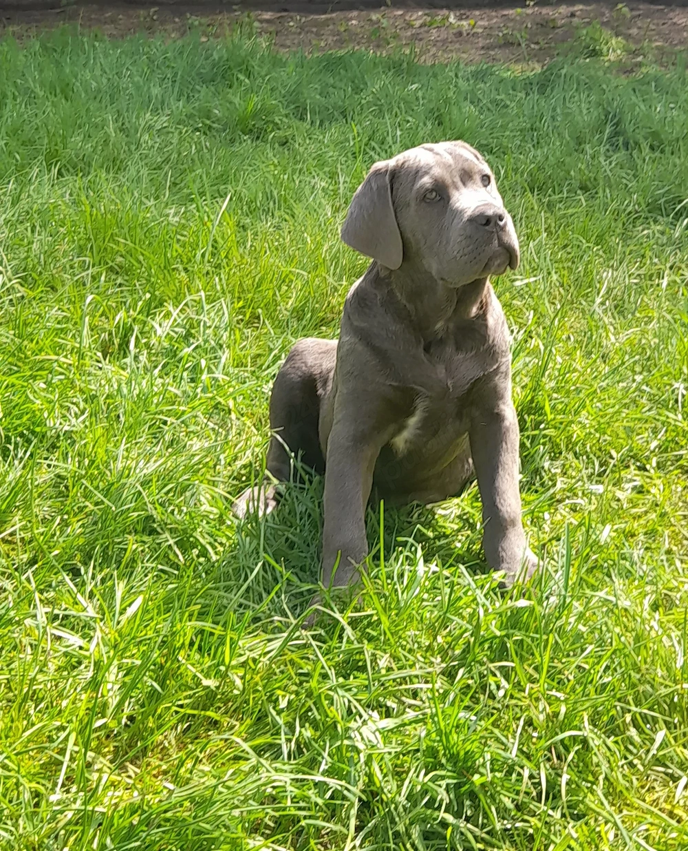 Femelă Cane Corso 