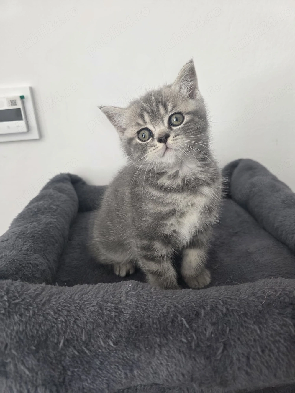Brittish Scottish Fold