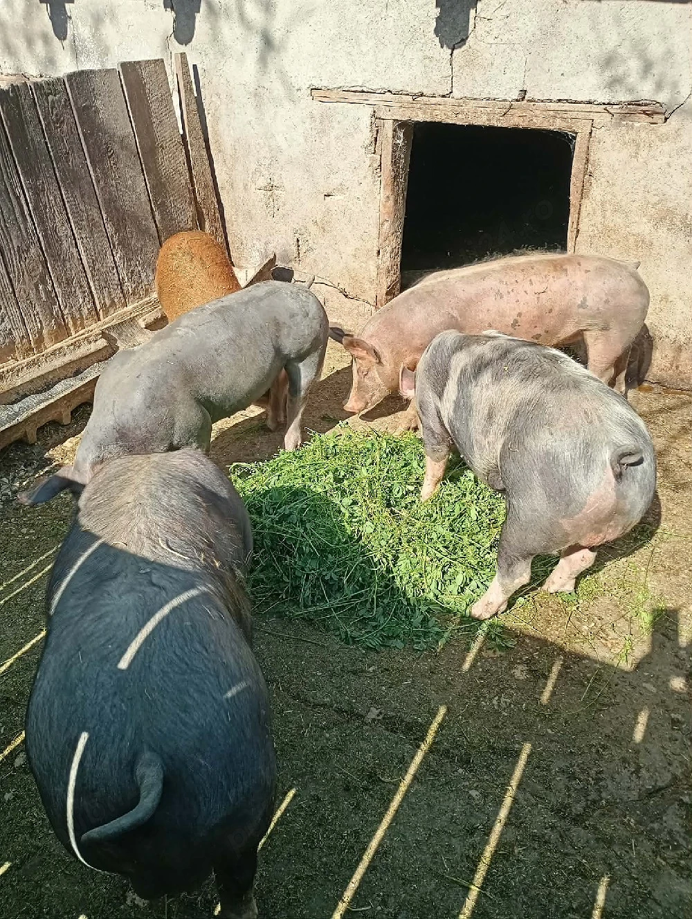 porci de vânzare 