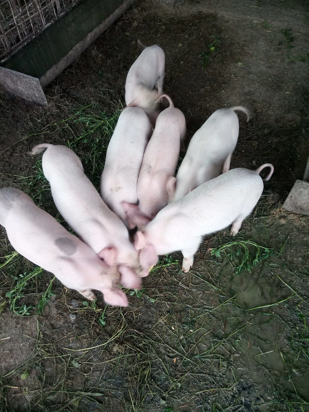 Purceluși marele alb cu landras