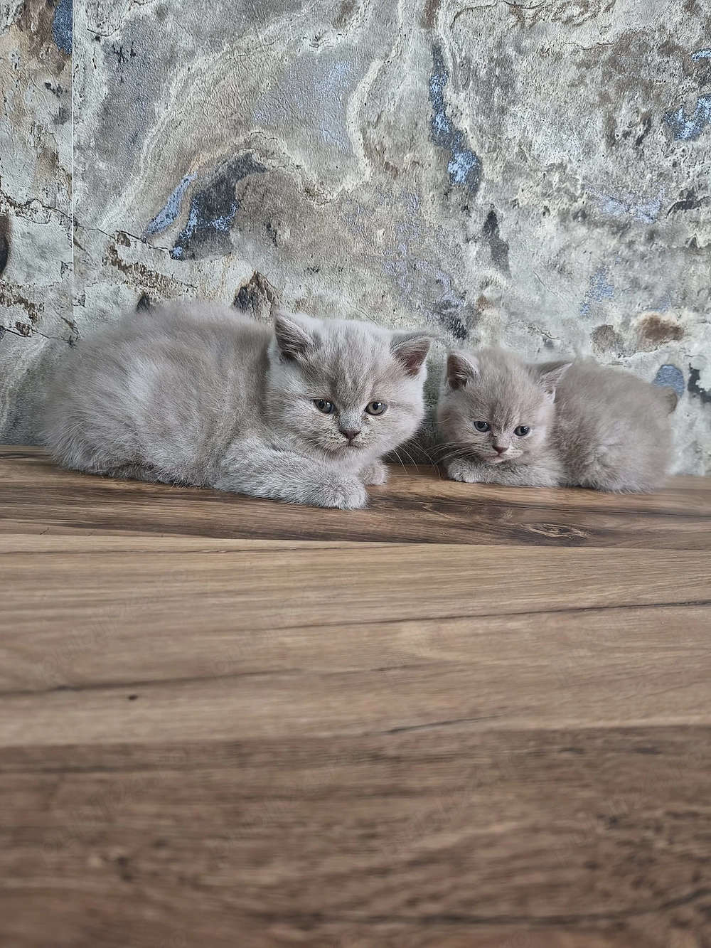 British Shorthair Lila și Blu