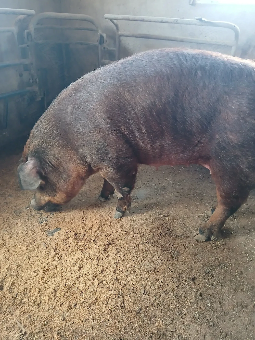 Scroafă Duroc  Pur montată. 