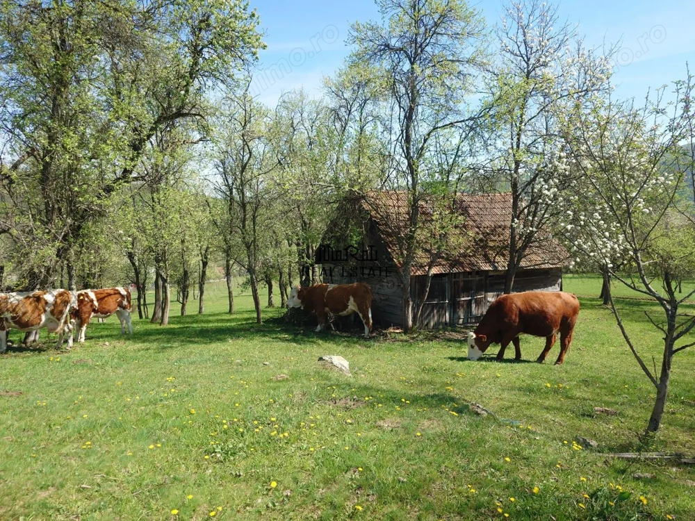 Teren intravilan si extravilan Luncoiu de Jos
