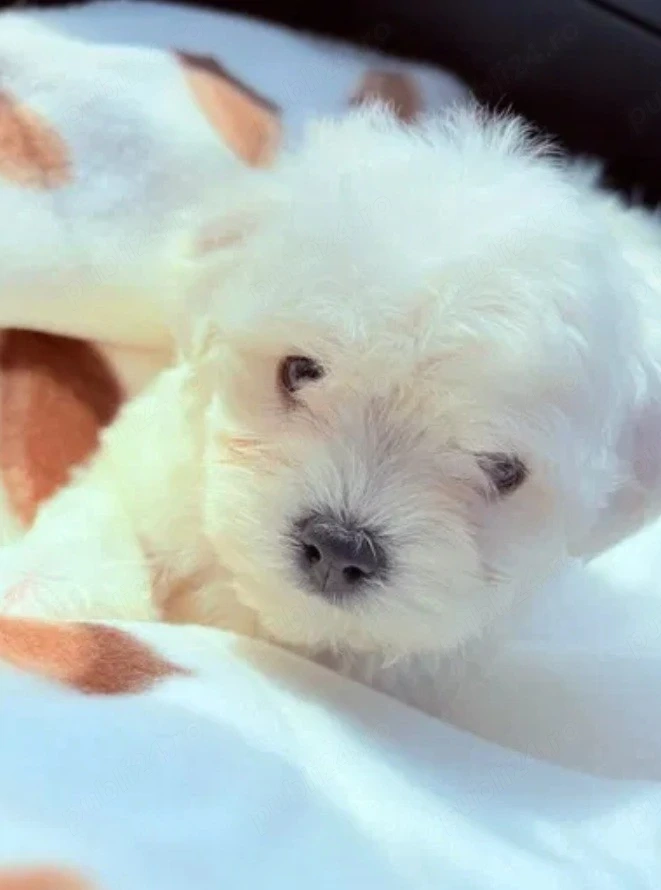 Bichon Maltese cu pedigree 