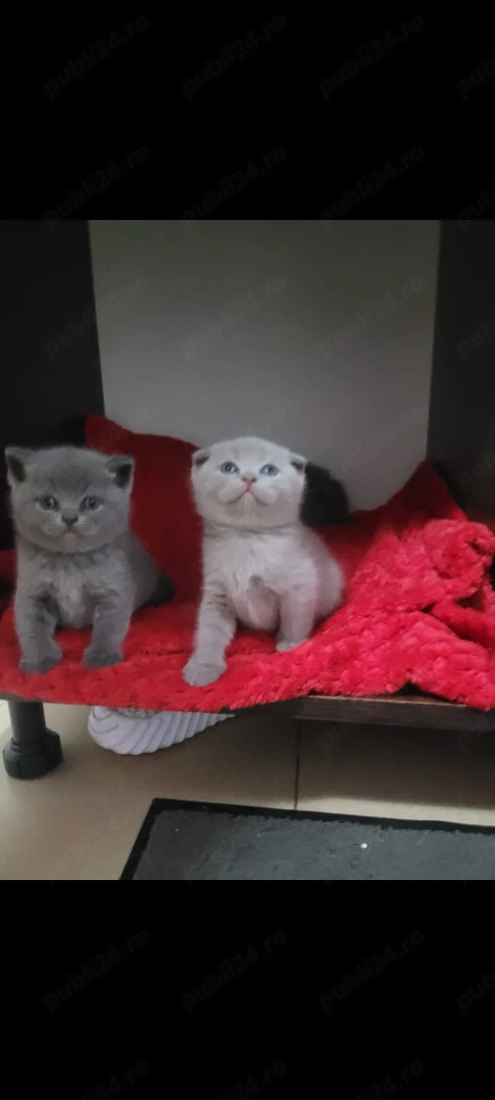 pui pisica
