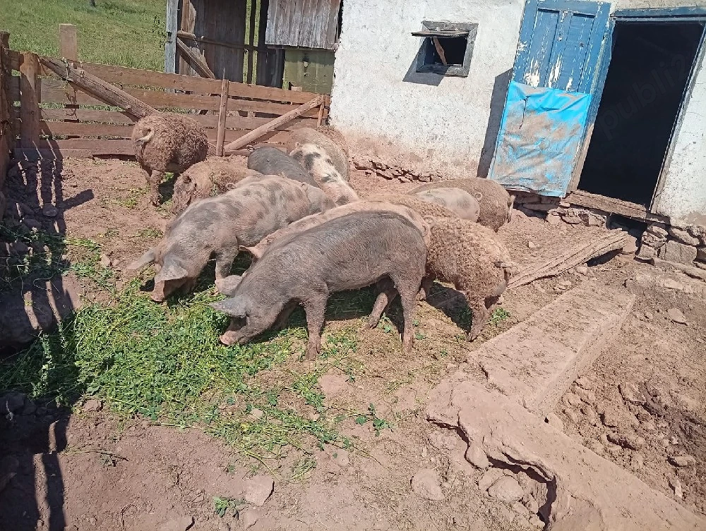 Porci de vânzare 