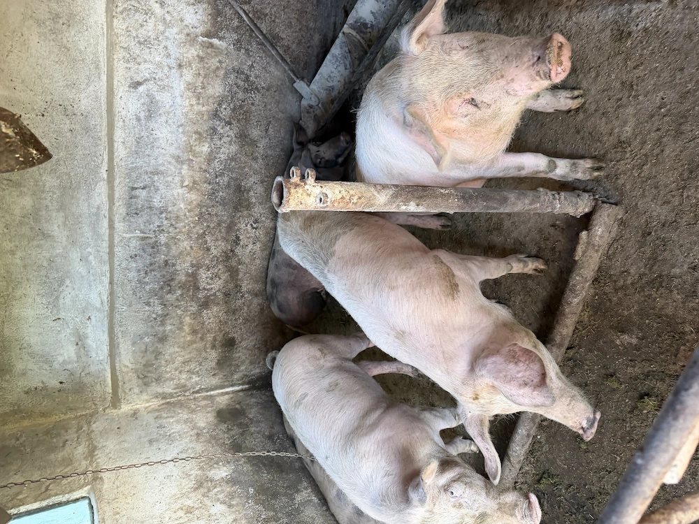 Porci vânzare 18 lei kg sau 2000 lei bucata.