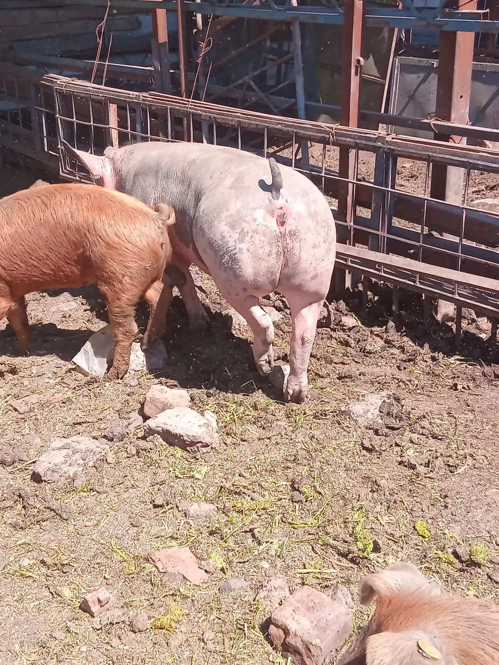 Pietrean scrofita fara par 
