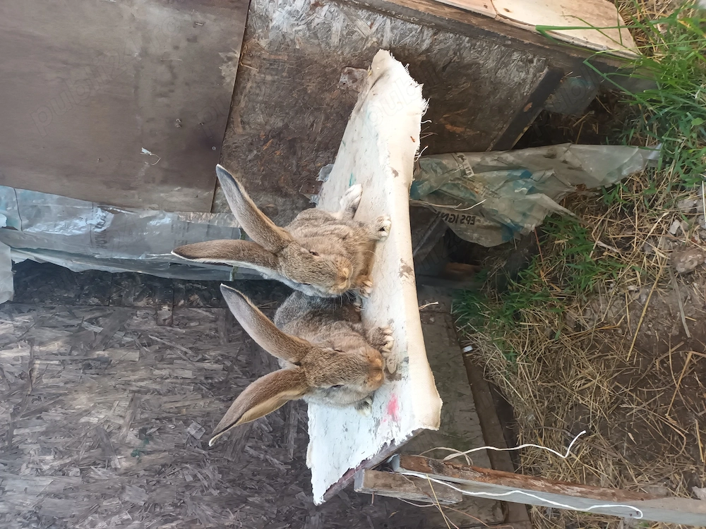 Tineret californian si urias trecuti de doua luni