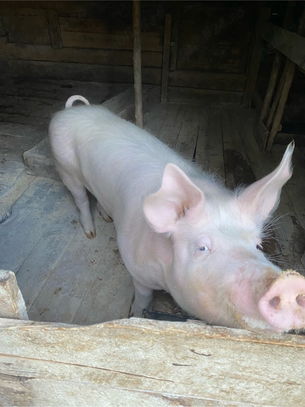 vand porc 