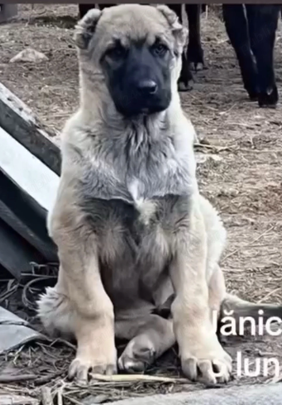 mascul kangal alabai volkodav bucovina caucazian