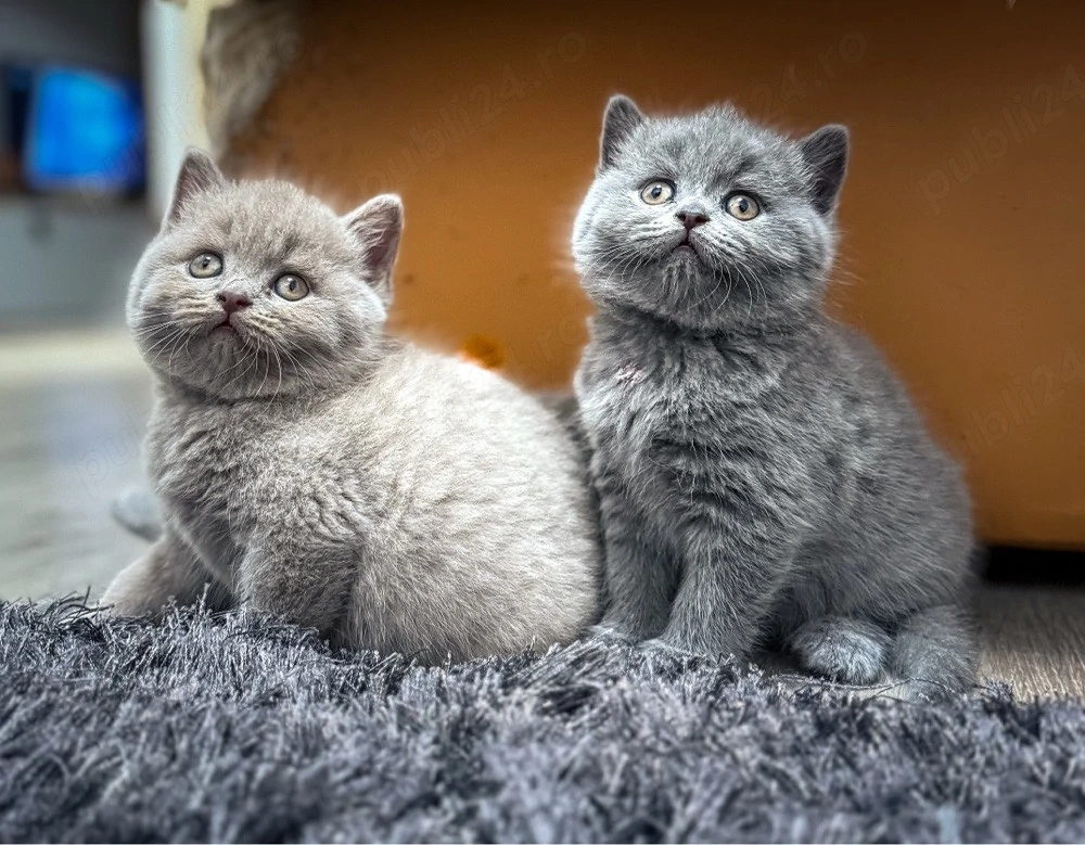 British shorthair lilac și british shorthair blue
