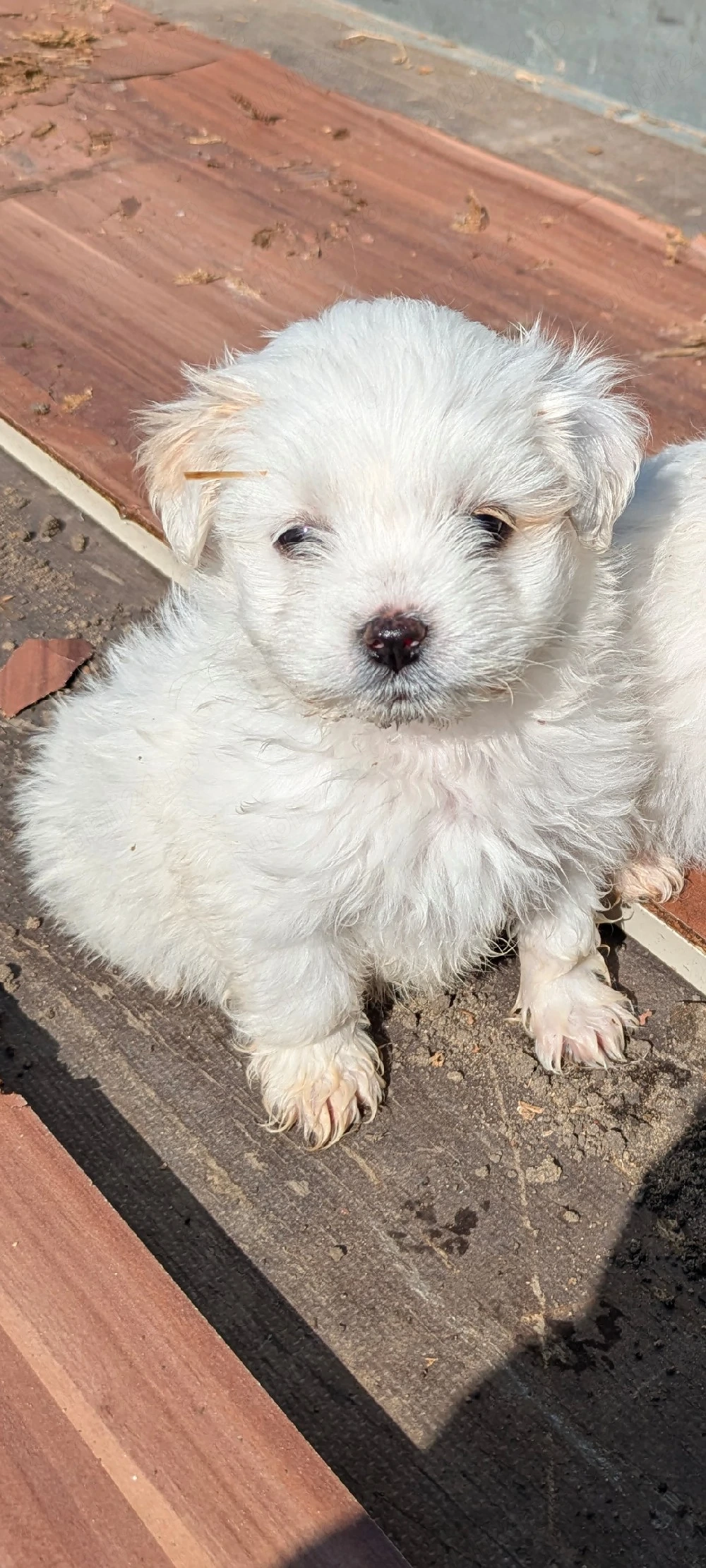 Pui de bichon