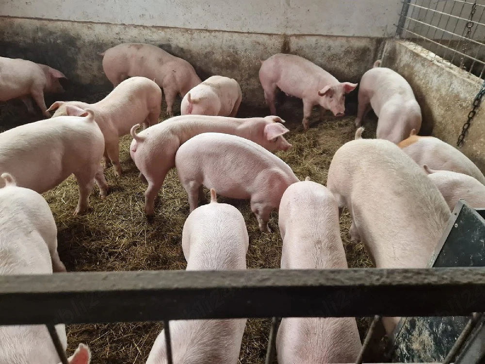 purceii de carne  30,35 40 kg 