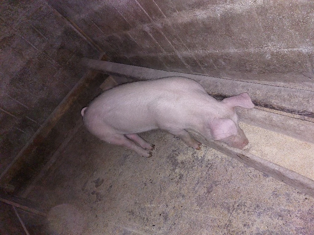 Scrofița 35 kg  aproximativ