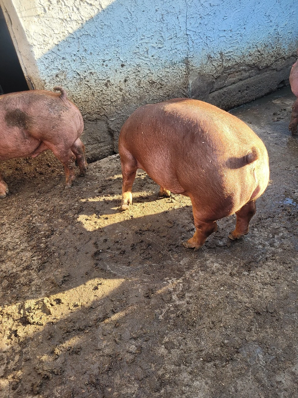 porci de vânzare