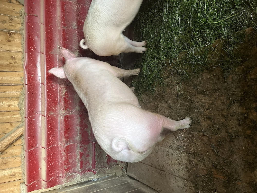 Porci de vânzare 