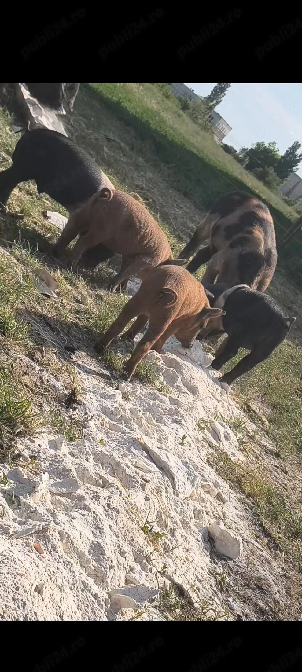 Purcei bazna și mangalița 