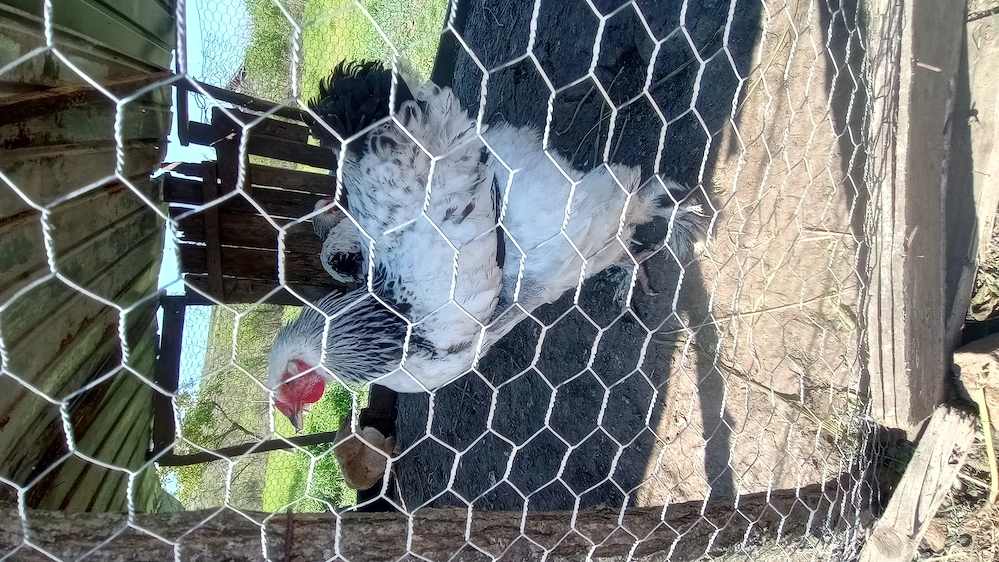 Dau la schimb 2 Cocoși Brahma pe găini brahma 