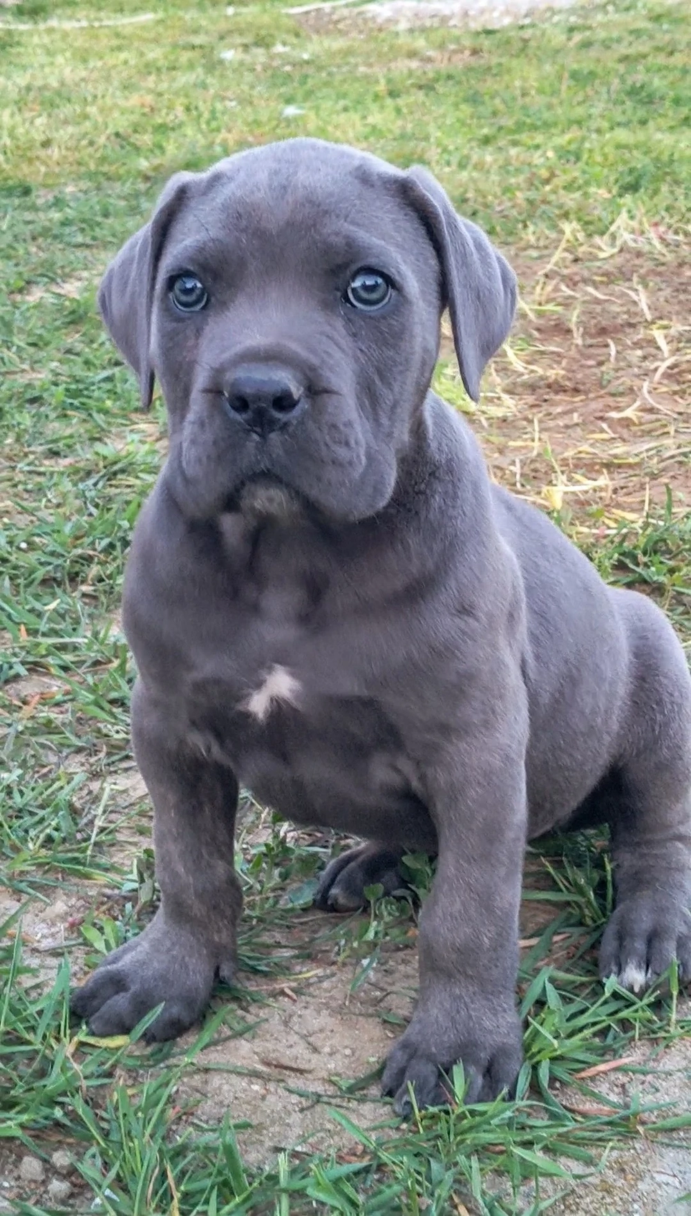 Căței masculi rasa Cane Corso, 2 luni, pedigree, culoare blue, negru tigrat