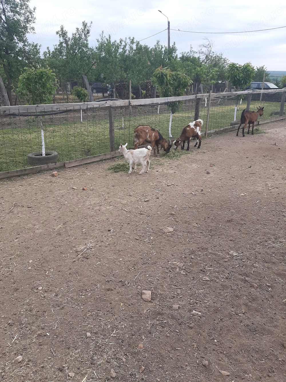 Vand capre cu sau fara iezi.