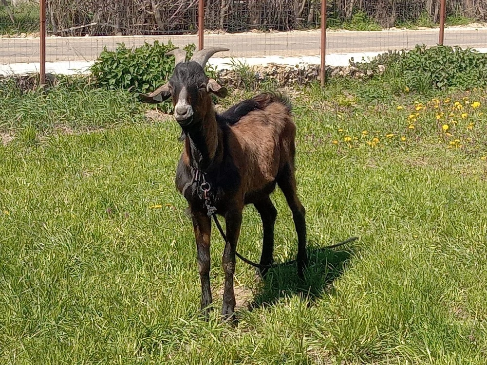 țap alpine francez