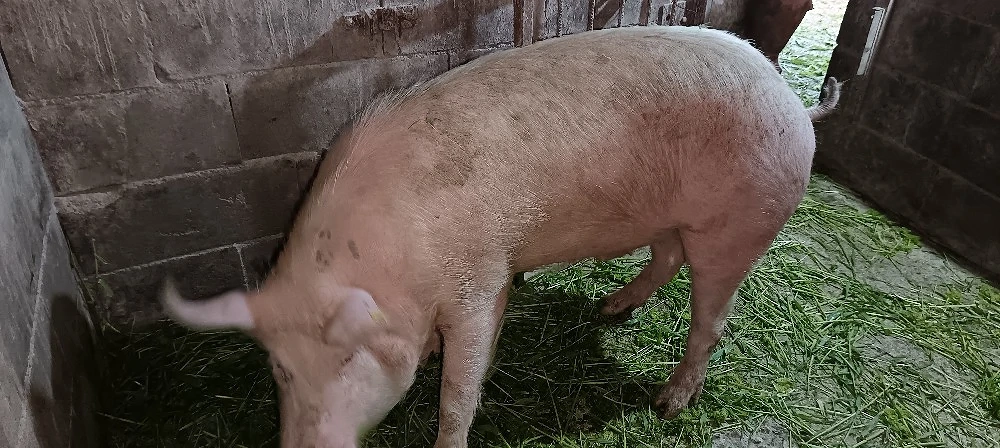 vand porci