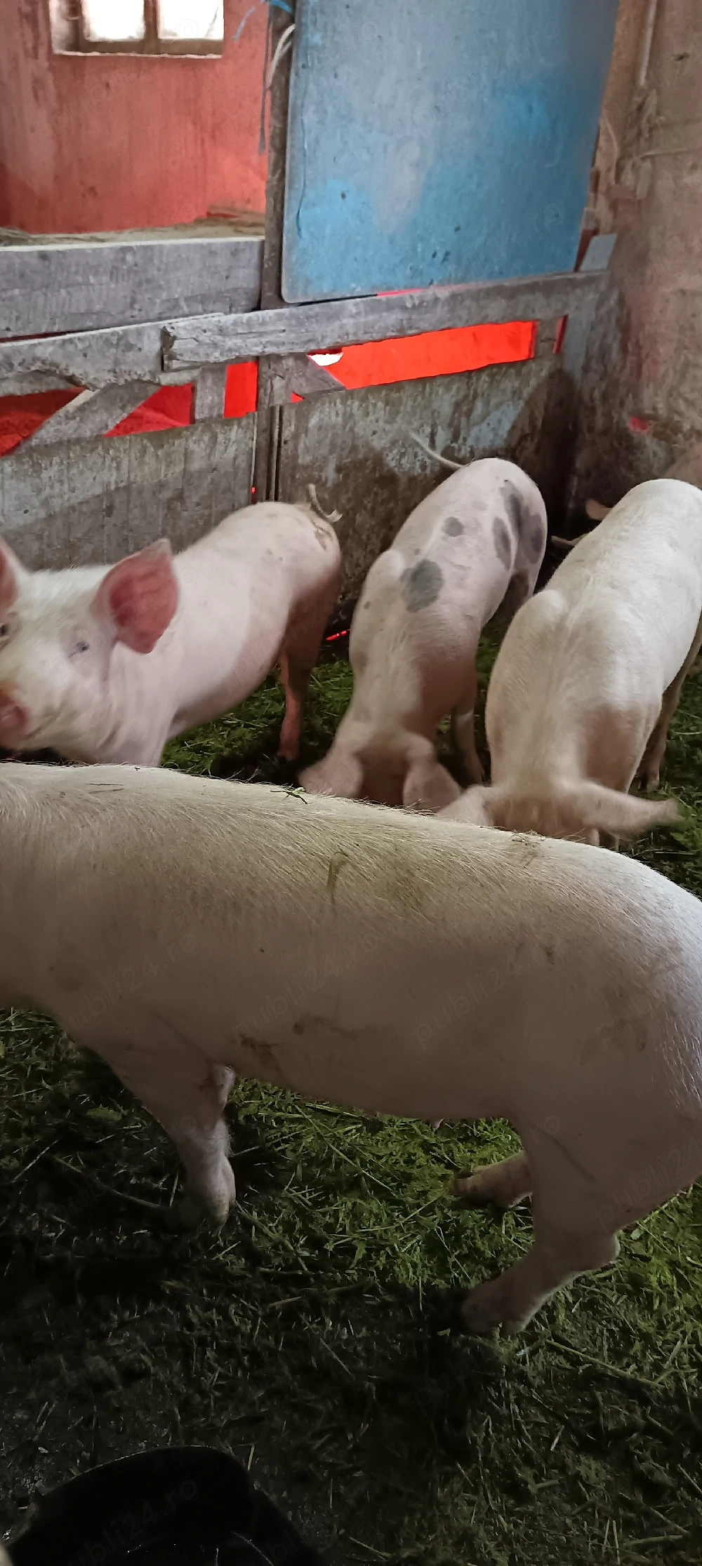 vand porci
