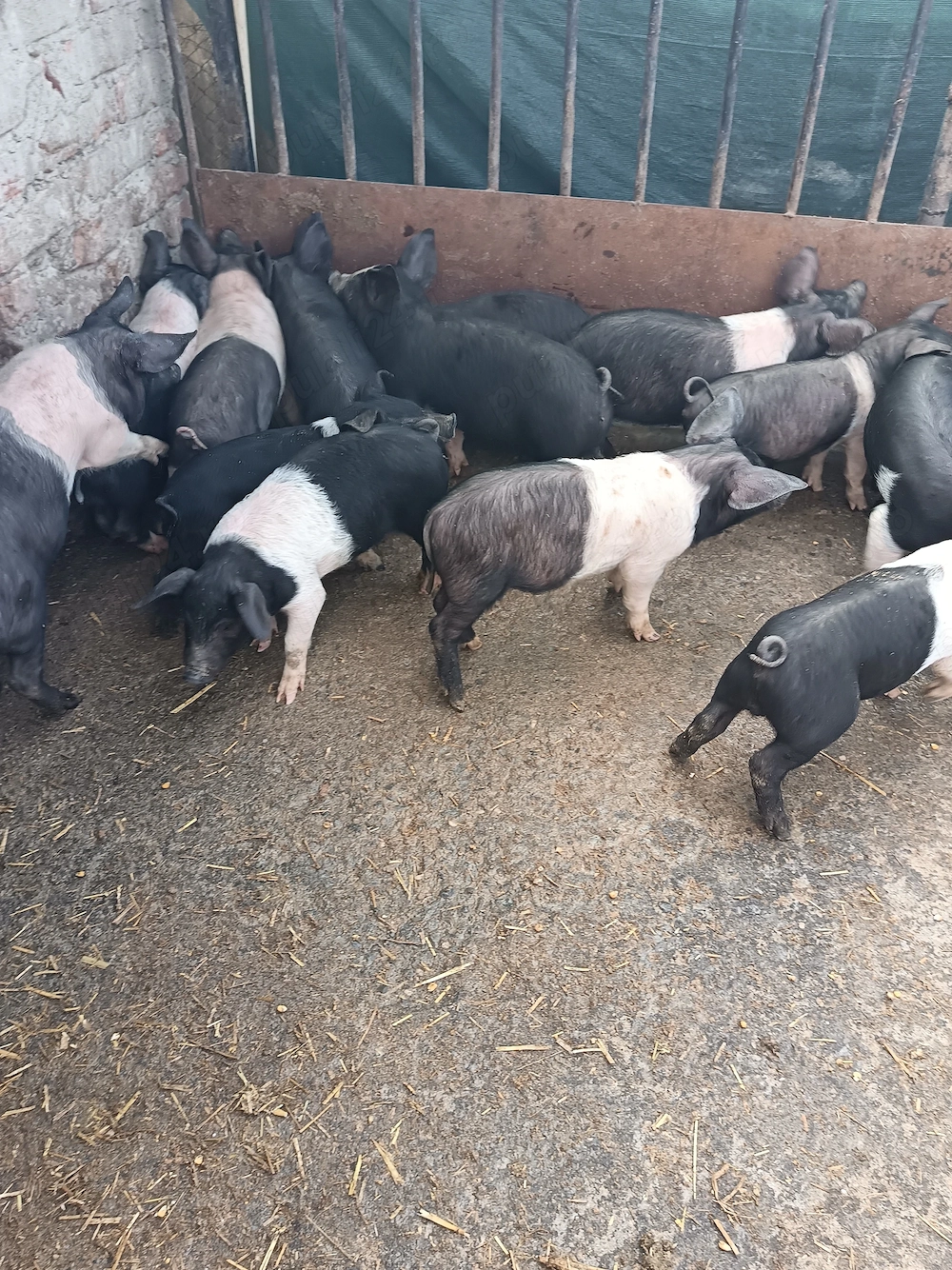 Purcei bazna vârstă 2,5 luni