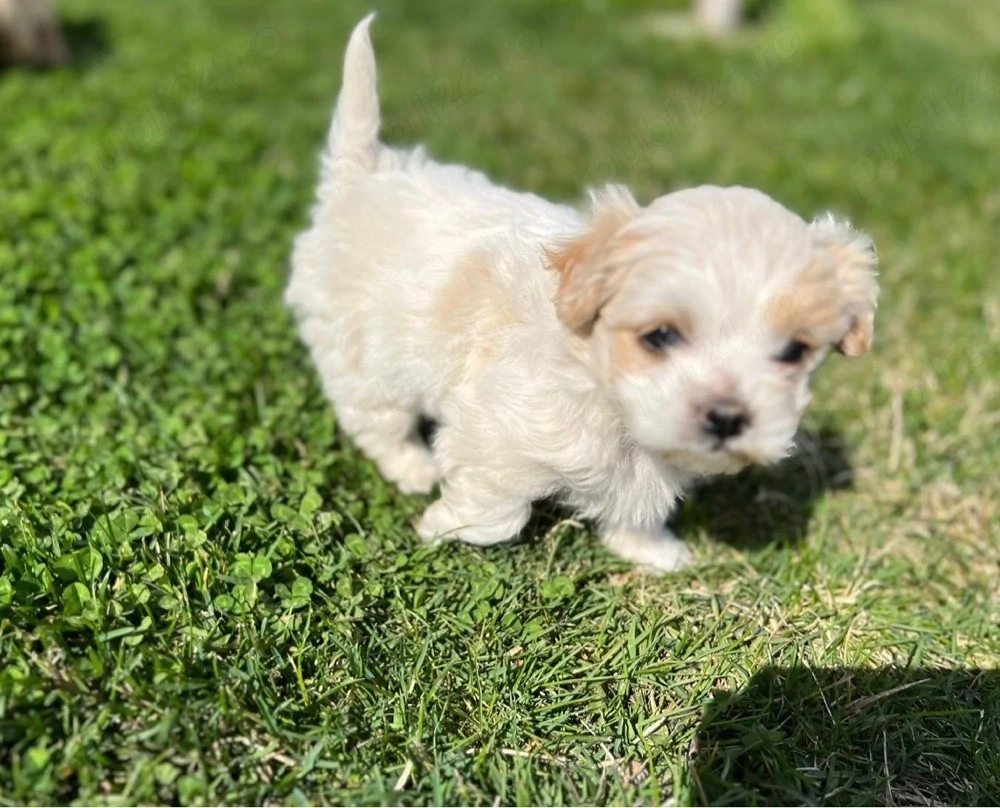 catelus bichon havanez alb crem 