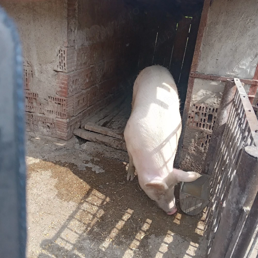 Vand Porc Rasa Marele Alb