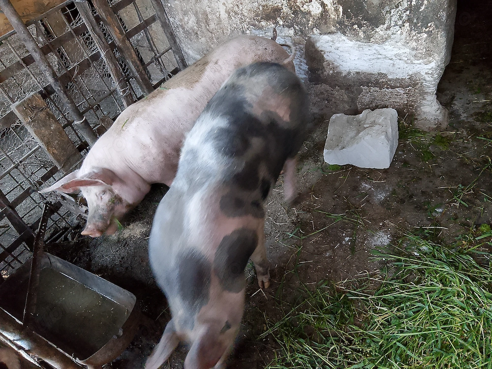 Porci de vânzare 