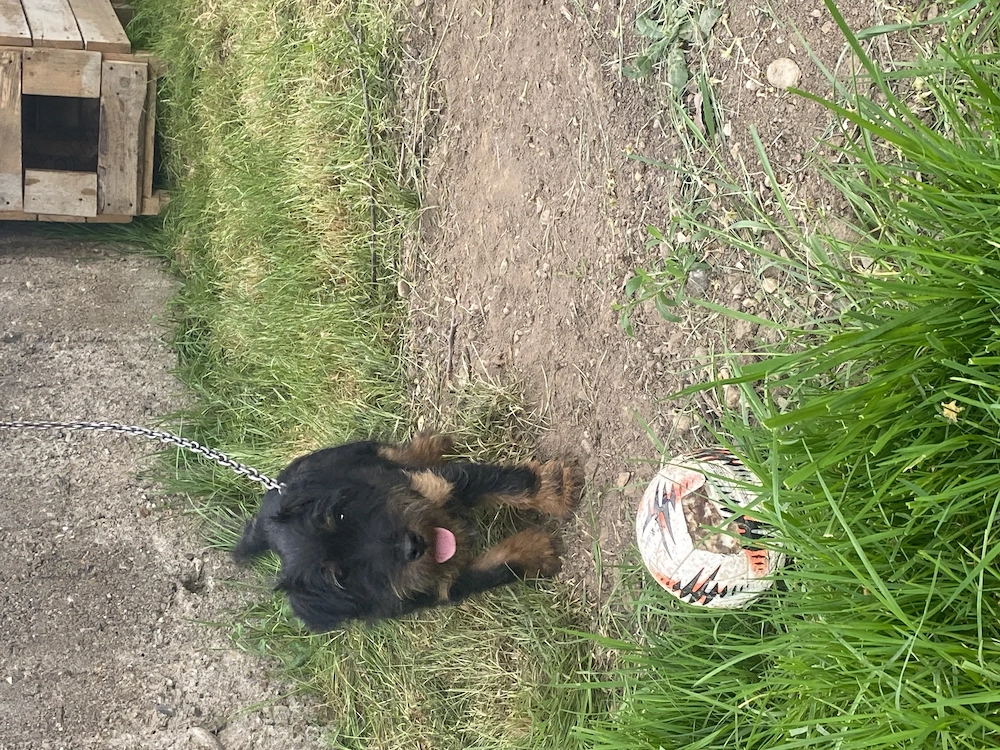 Cățel jadgterrier de vânzare 
