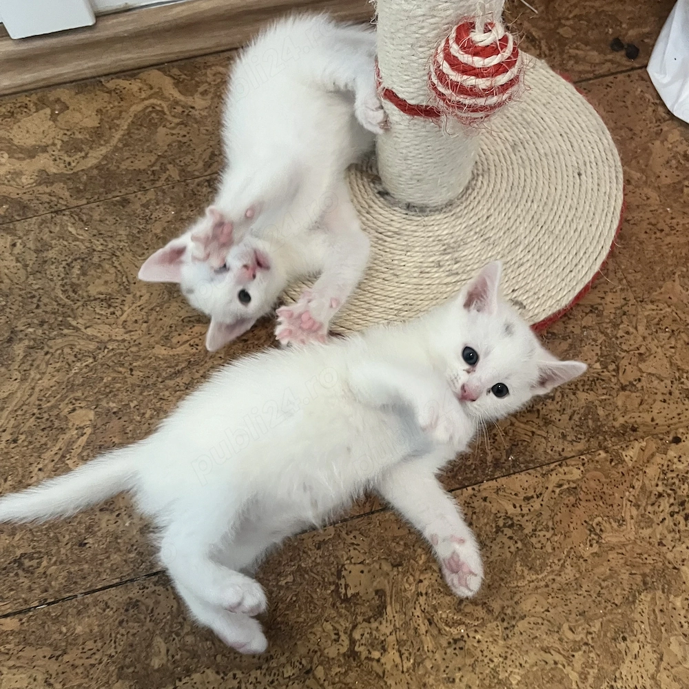 Khao Manee + Angora Turceasca de vanzare in Brasov la 1500 fiecare 