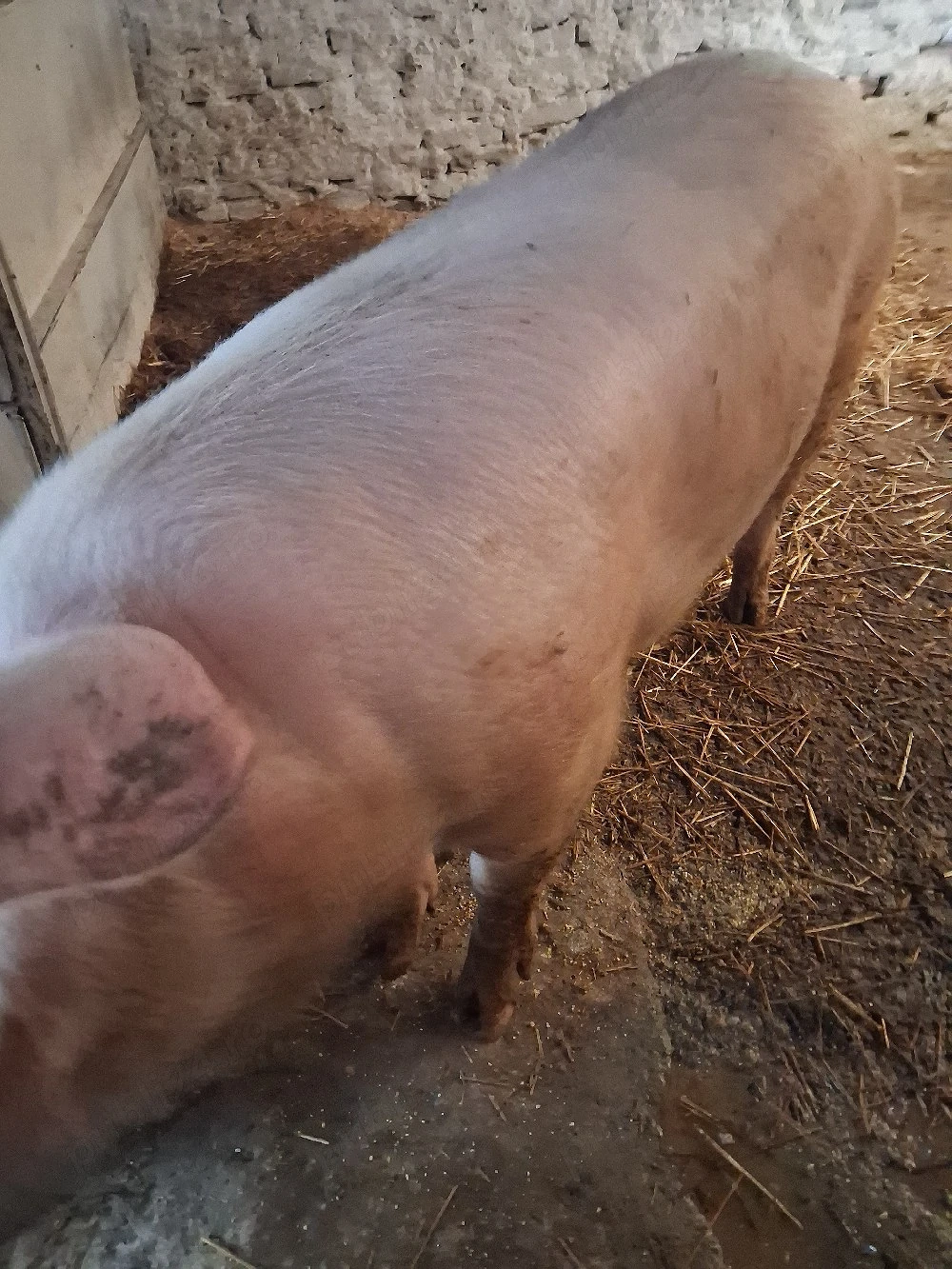 vând porc 